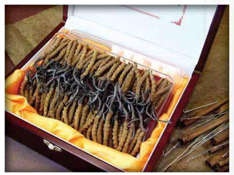 秀英冬虫夏草回收